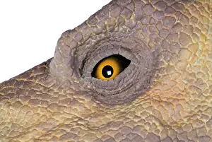 Anatosaurus: Edmontosaurus