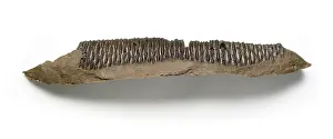Anatosaurus: Edmontosaurus