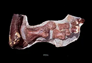 Anatosaurus: Edmontosaurus ankle & foot
