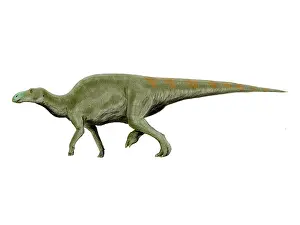 Saurolophinae: Edmontosaurus dinosaur