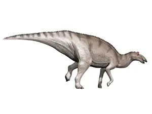 Saurolophinae: Edmontosaurus dinosaur