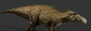 Saurolophinae: Edmontosaurus dinosaur on gray background