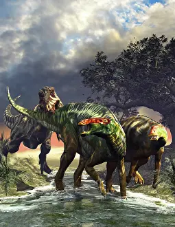 Biting: Edmontosaurus dinosaurs fighting off a T-Rex