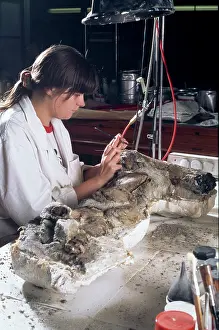 Anatosaurus: Edmontosaurus laboratory work