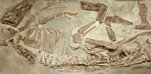 Anatosaurus: Edmontosaurus regalis skeleton