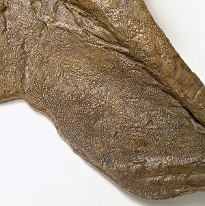 Anatosaurus: Edmontosaurus skin