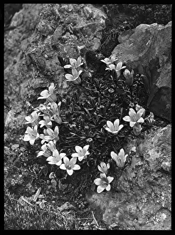 Upturned: Edraianthus Serpyllifolia (Grassy Bells)