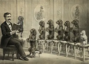 Educated: Educated dogs