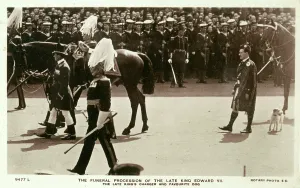 Processions: Edward VII procession, Caesar the dog following 1910