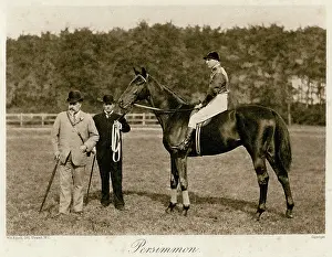 Persimmon: EDWARD VII W/ PERSIMMON