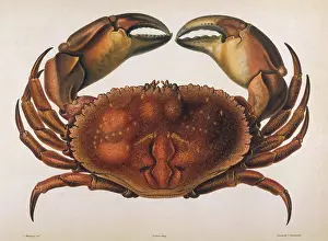Crabs: EDWARDSII CRAB 1835