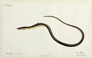 Ray Finned: Eel illustration