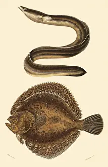 Turbot: An Eel and a Turbot