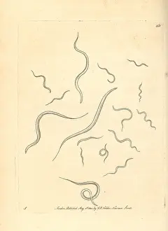 Vibrio: Eel vibrio, Vibrio anguillula