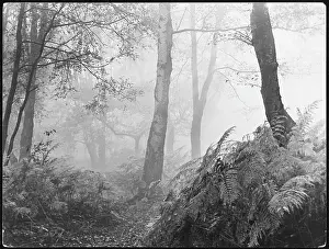 Esher: Eerie Woodland
