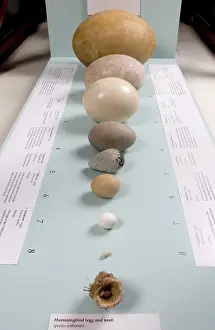 Biodiverse: Egg display in the Bird Gallery of the Natural History Museu