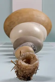 Biodiverse: Egg display in the Bird Gallery of the Natural History Museu