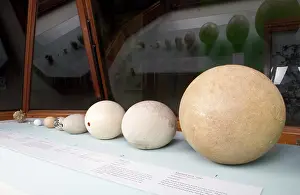 Biodiverse: Egg display in the Bird Gallery of the Natural History Museu