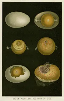 Answer: How an egg grows