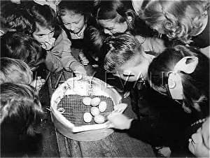 Shrove: EGG SHACKLING/MUSTO