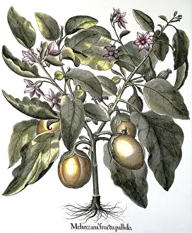 Eggplant: Eggplant