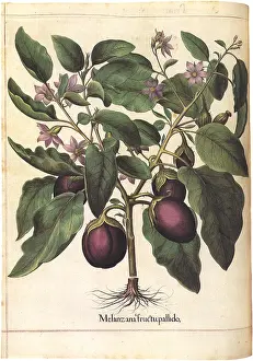 Veggie: Eggplant Botanical
