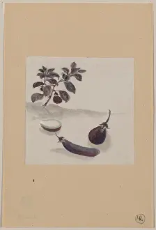 Eggplants: Eggplants with plant growing in the background