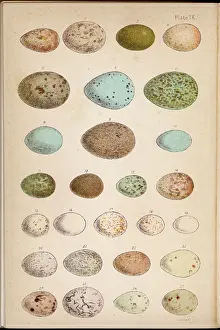 Dozen: The Eggs of 24 different Birds