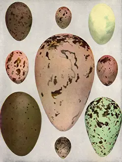 Loon: Eggs