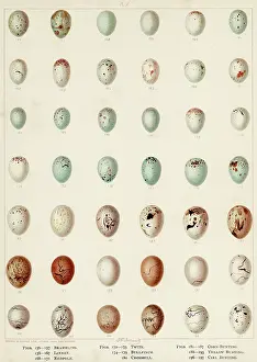 Linnet: EGGS OF BUNTING ETC