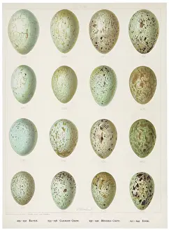 Rooks: EGGS OF CROWS ETC