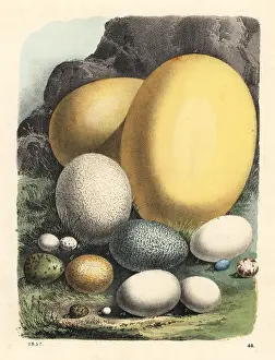 Sparrowhawk: Eggs of elephant bird, ostrich, cassowary, condor, etc