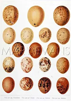 Peregrine: EGGS OF HAWKS