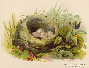 C1880: EGGS IN A NEST C1880