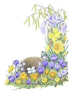 Hazel: Four eggs in a nest with crocuses etc