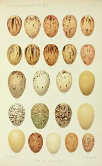 Henrik: Eggs of Paradiseidae