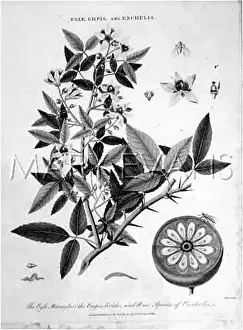Thorny: EGLE, EMPIS & ENCHELIS