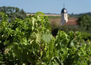 Appellation: Eglise Saint-Germain, Chiroubles, Beaujolais, France