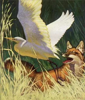 Storks: Egret Flees FoX