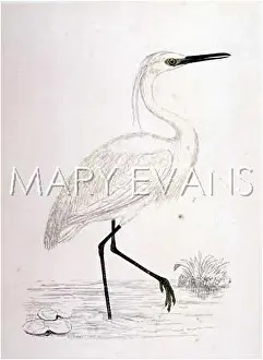 Egret: EGRET (MORRIS)