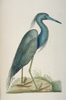Caerulea: Egretta caerulea, little blue heron