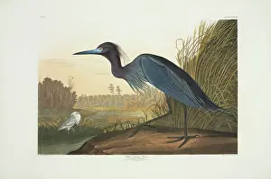 Caerulea: Egretta caerulea, little blue heron
