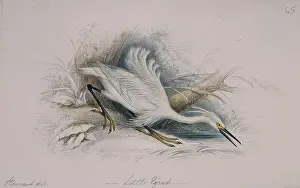 1800 1874: Egretta garzetta, little egret
