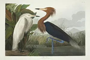 Rufescens: Egretta rufescens, reddish egret