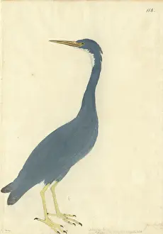 Sacra: Egretta sacra, Pacific reef egret
