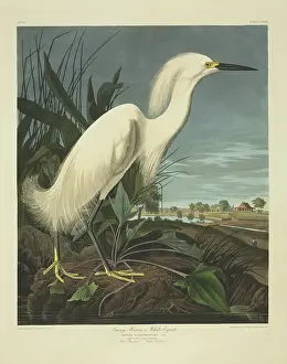 Sativa: Egretta thula, snowy egret