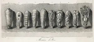 Denon: EGYPT/ARCHAEOLOGY/MUMMIE