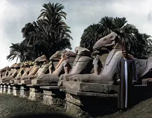Sphinxes: EGYPT KARNAK