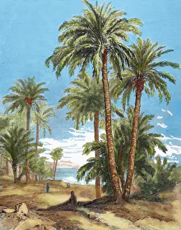 Isolated: Egypt. Oasis