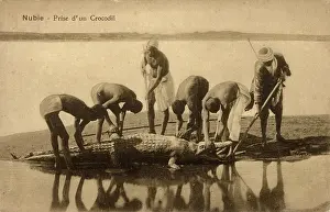 Nubia: Egypt - River Nile - Capturing a crocodile